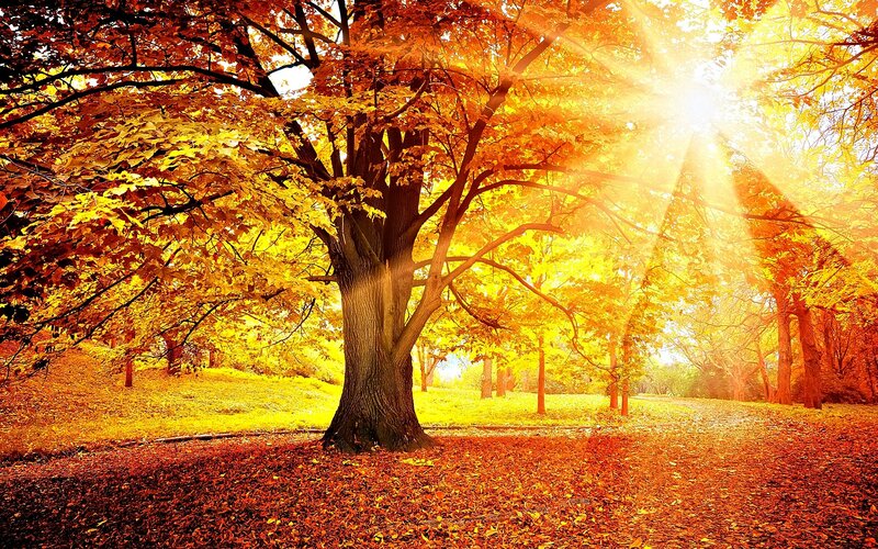 Autumn Tree in Sunlight — Orange, Serene, Photograph
