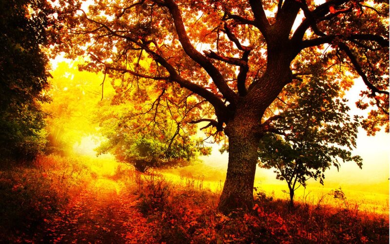 Autumn Tree in Sunlight — Orange, Serene