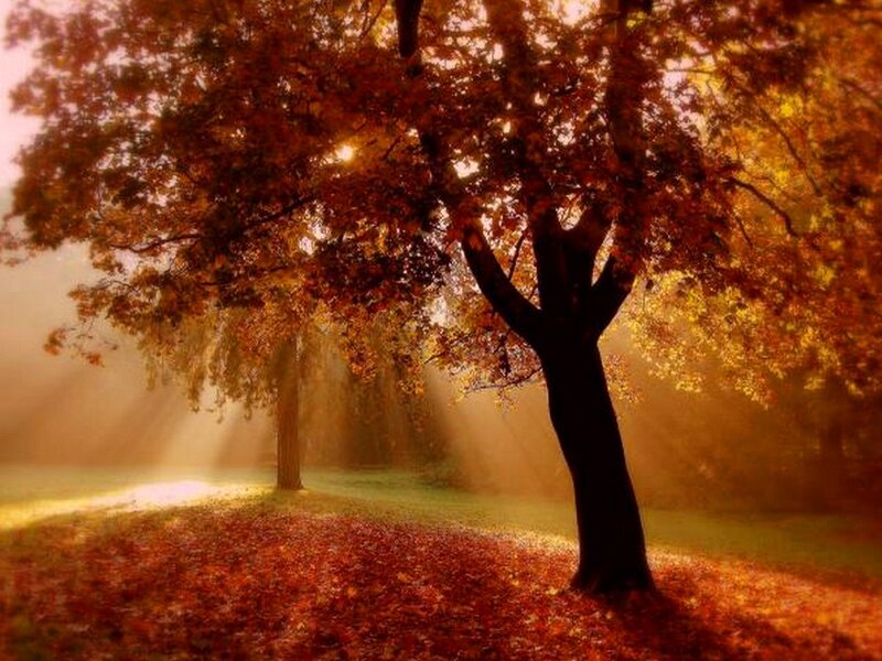 Autumn Tree in Sunlight — Orange