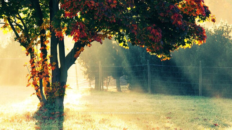 Autumn Tree in Sunlight
