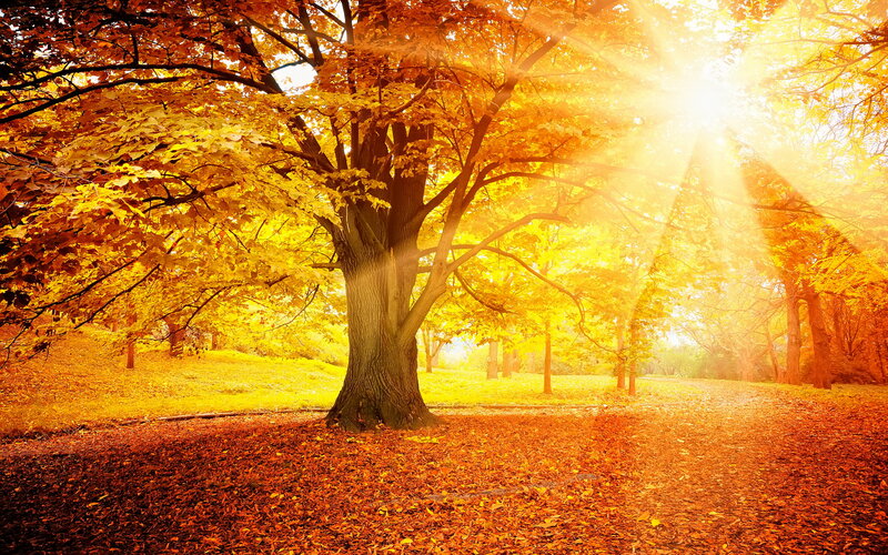 Autumn Tree in Sunlight — Yellow, Serene