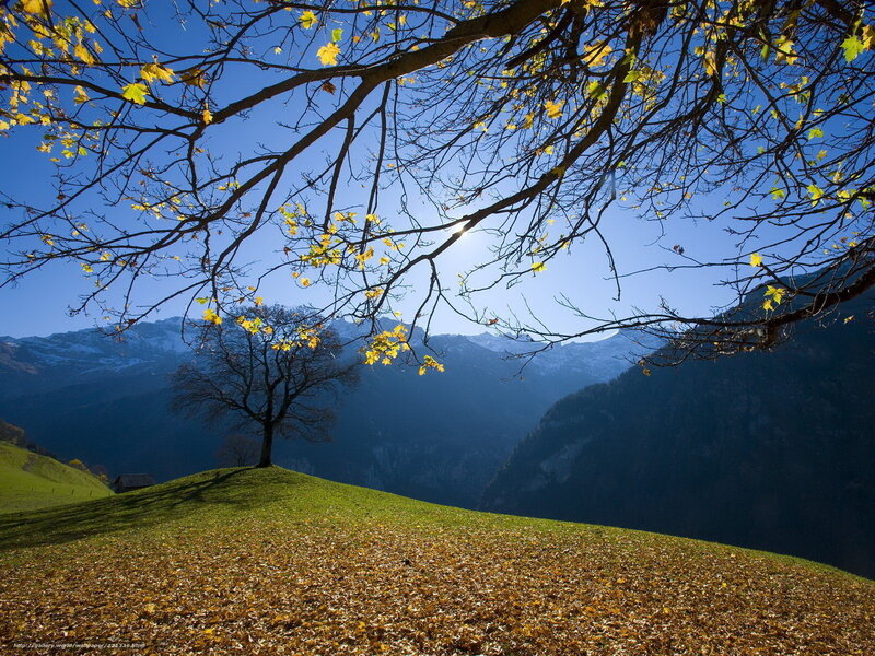 Autumn Tree in Valley — Blue, Serene, Photograph