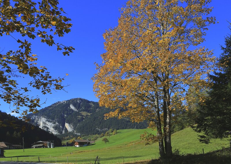 Autumn Tree in Valley — Blue, Serene