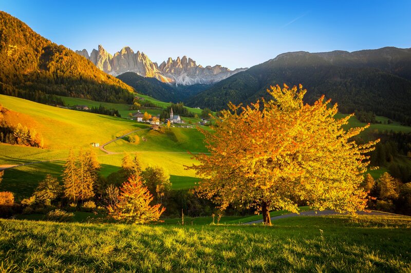 Autumn Tree in Valley — Green, Serene