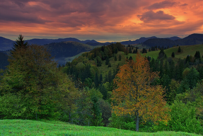 Autumn Tree in Valley — Green