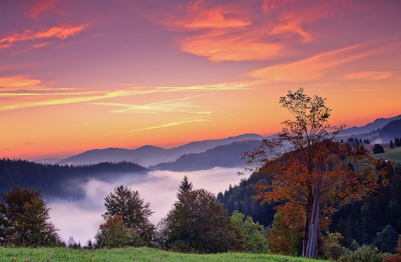 Autumn Tree in Valley — Orange, Serene, Sunset