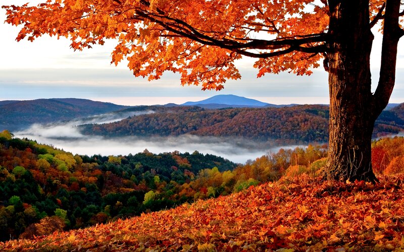 Autumn Tree in Valley — Orange, Serene