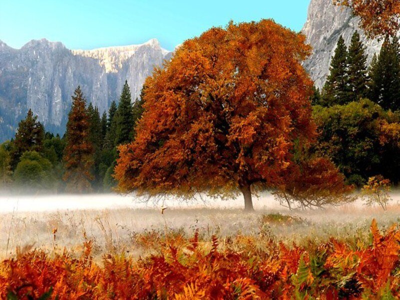 Autumn Tree in Valley — Orange