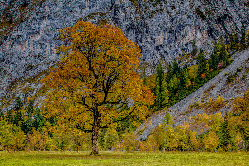 Autumn Tree in Valley — Yellow