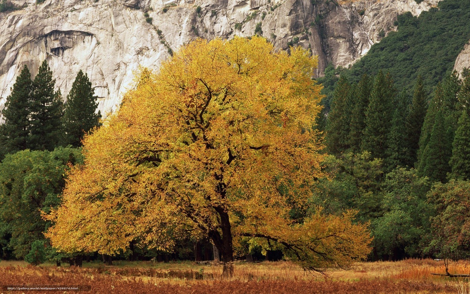 Autumn tree in valley