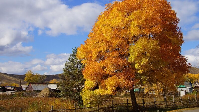 Autumn tree in village