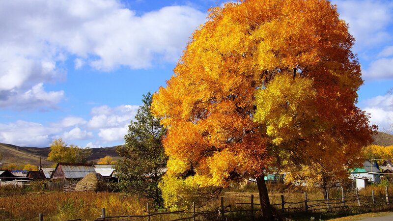 Autumn Tree in Village — Yellow, Serene