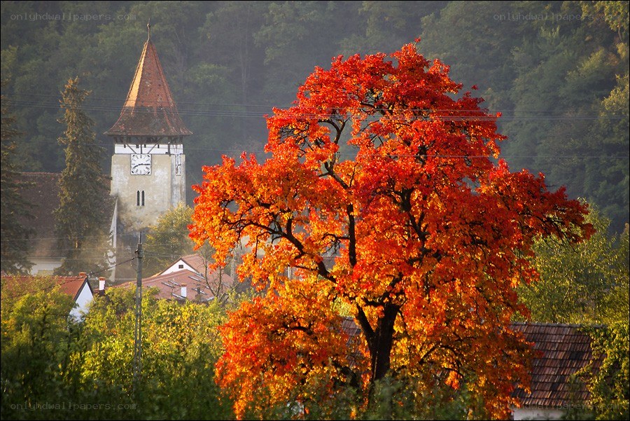 Autumn tree in village