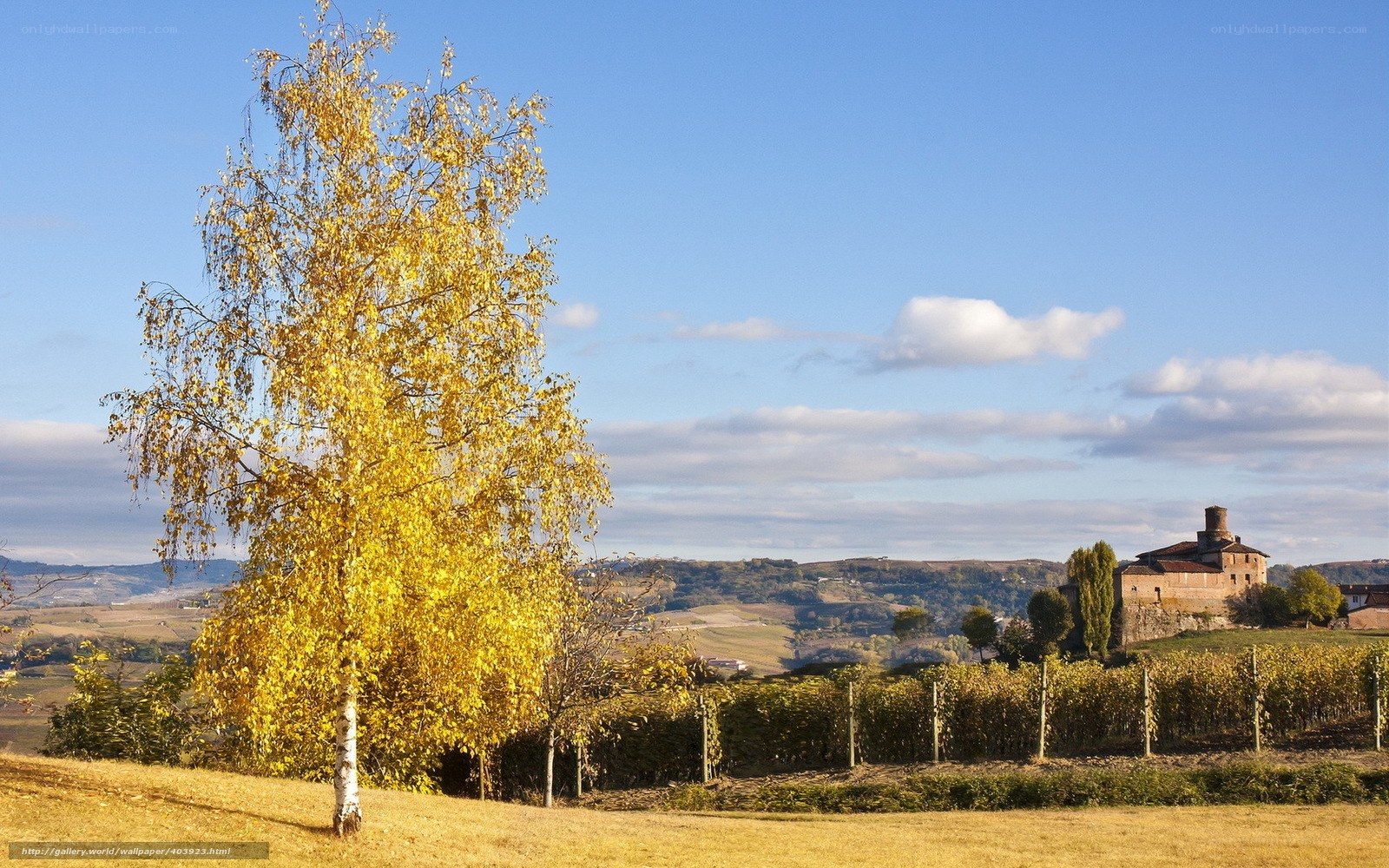 Autumn tree in vineyard landscape