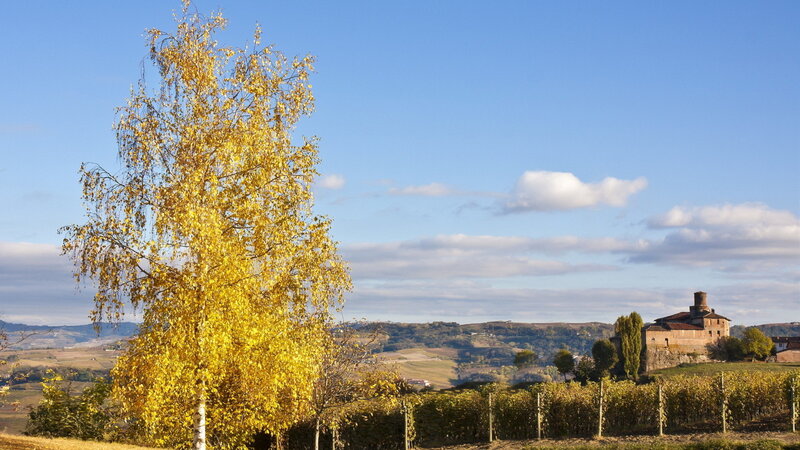 Autumn Tree in Vineyard
