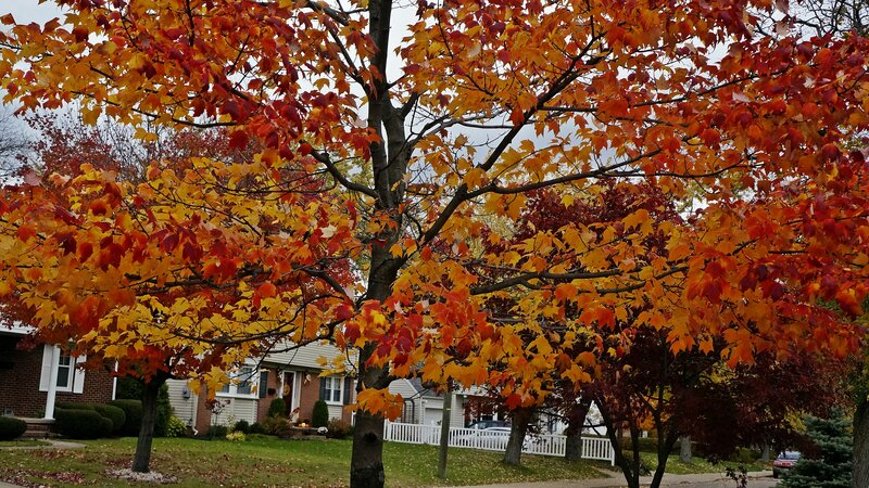 Autumn Tree in Yard — Orange