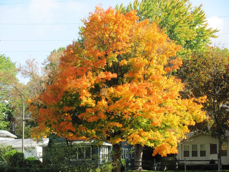 Autumn Tree in Yard