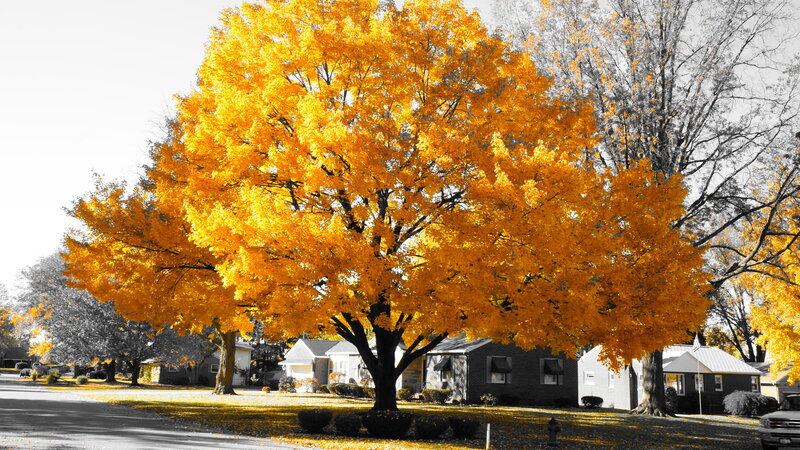 Autumn Tree in Yard — Yellow
