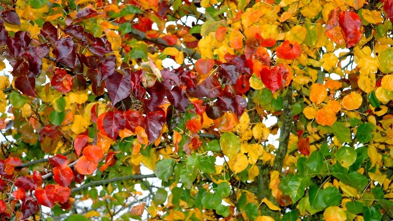 Autumn Tree Leaves
