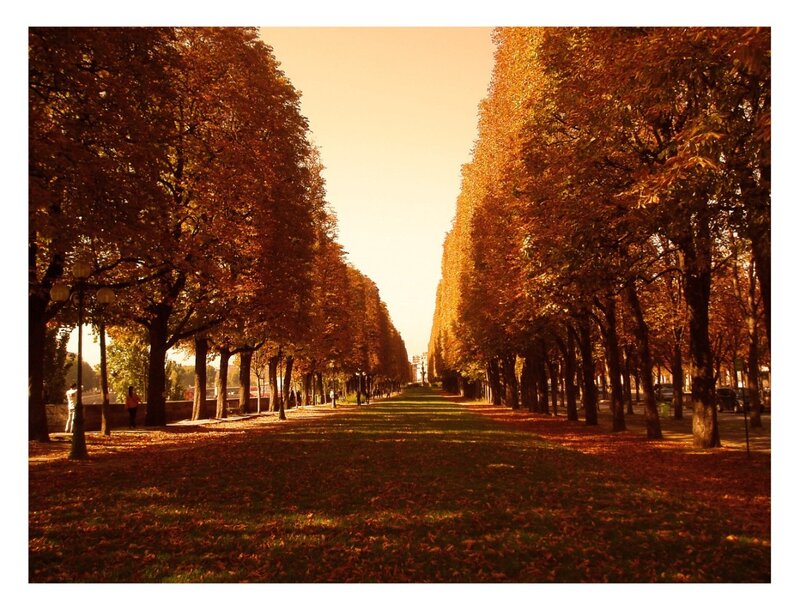 Autumn Tree-lined Avenue — Orange