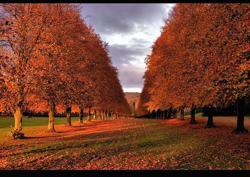 Autumn tree-lined avenue