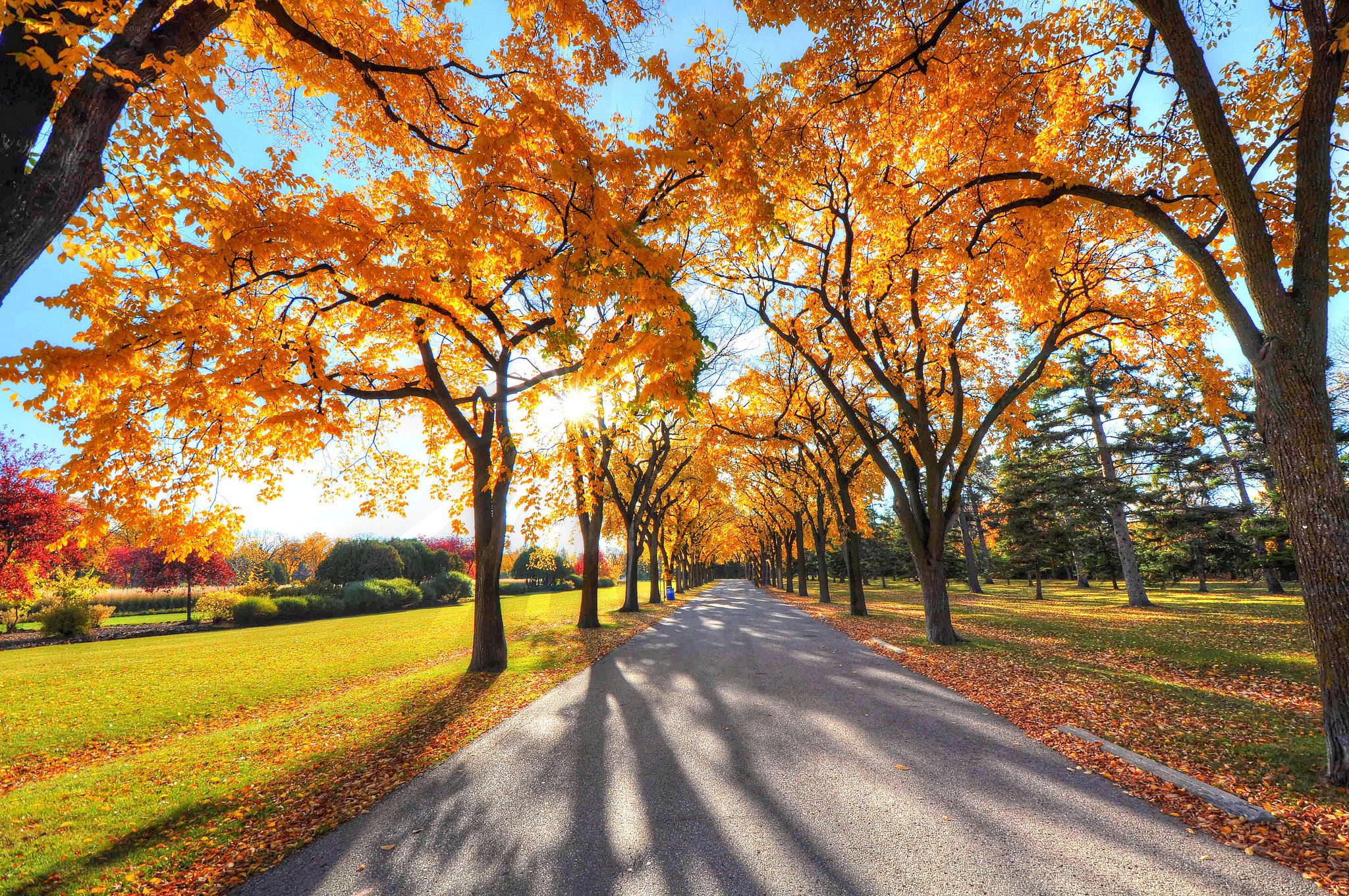 Autumn tree-lined path