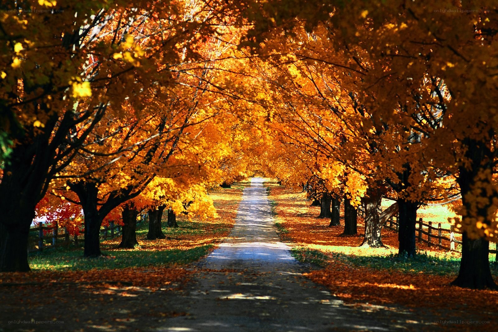 Autumn tree-lined path