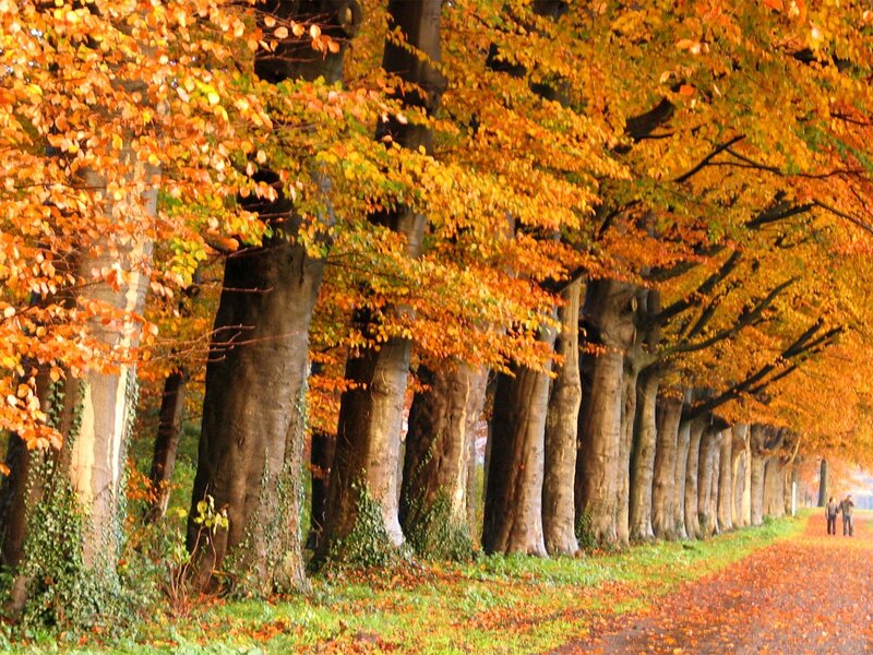Autumn tree-lined path