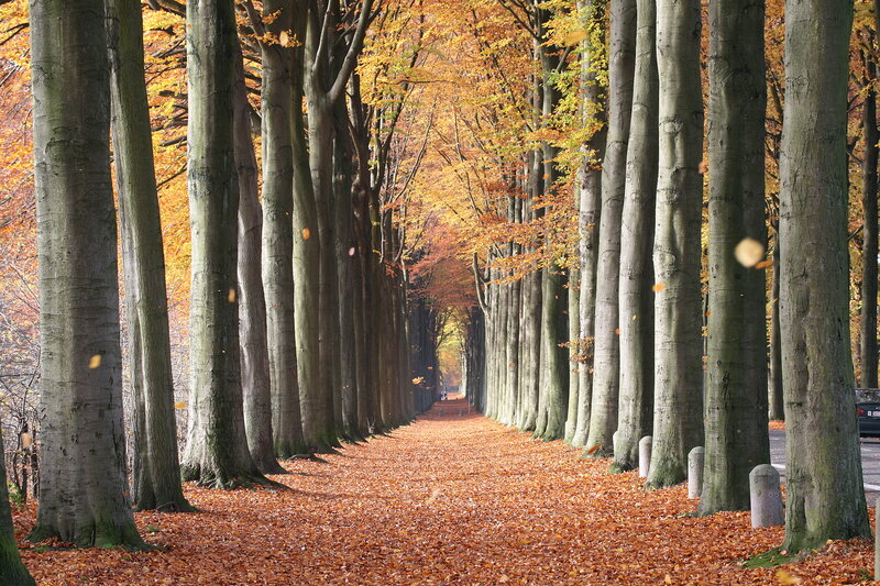 Autumn tree-lined path
