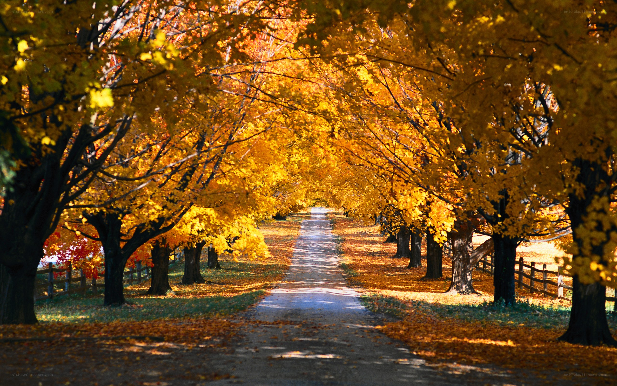 Autumn tree-lined path