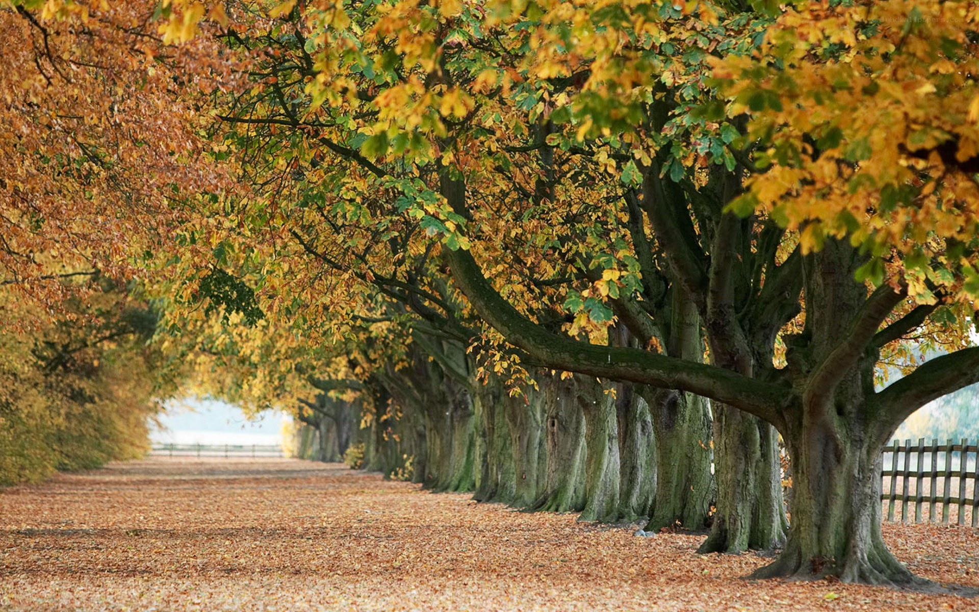 Autumn tree-lined path