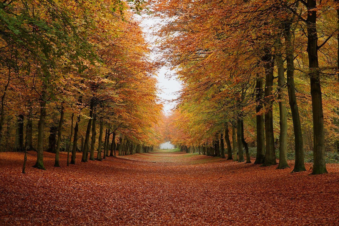 Autumn tree-lined path