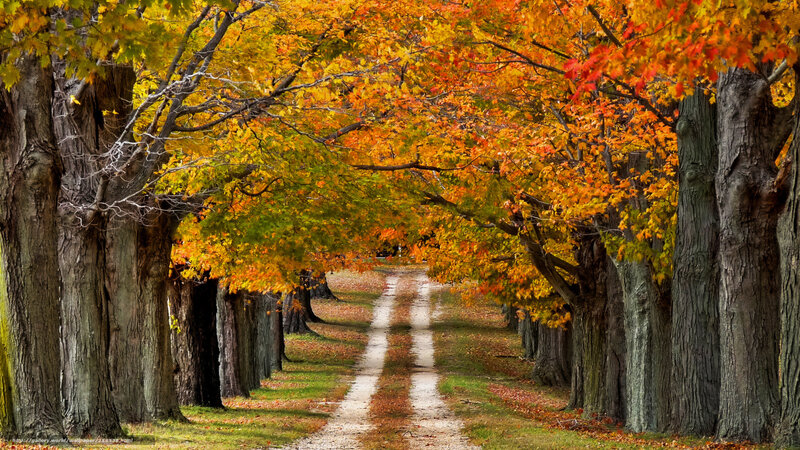 Autumn tree-lined path
