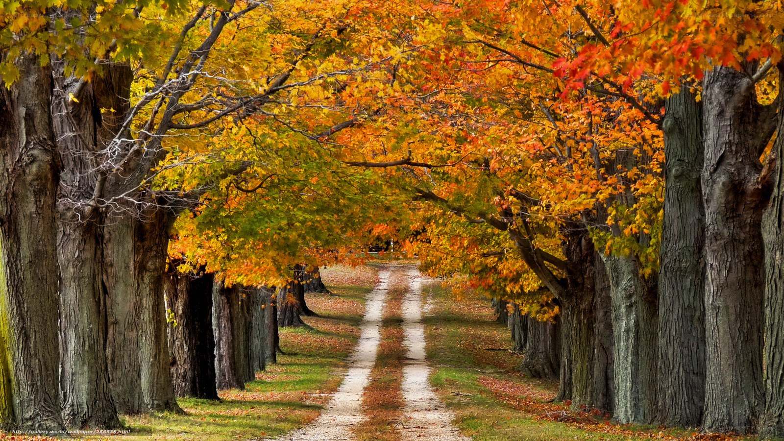 Autumn tree-lined path