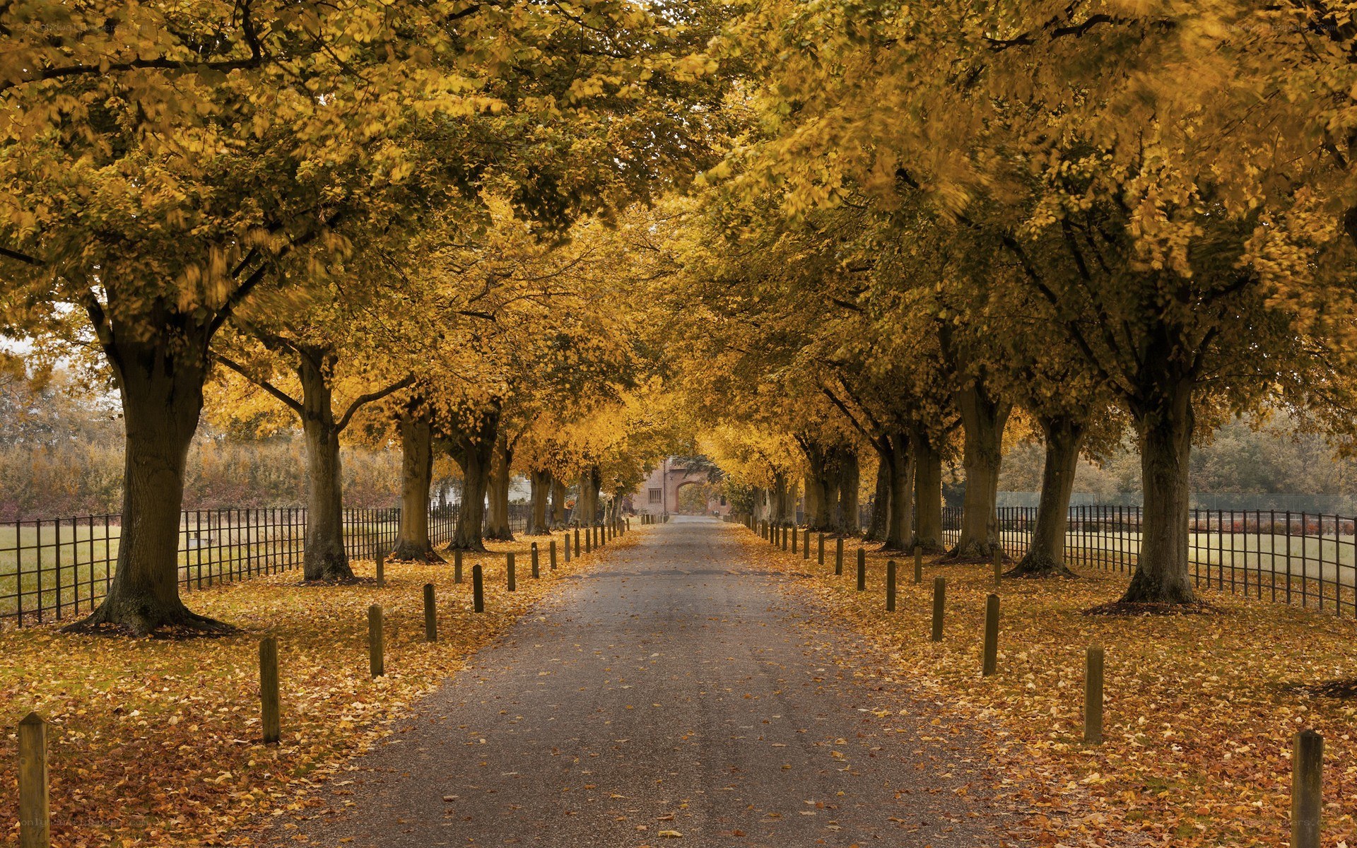 Autumn tree-lined path