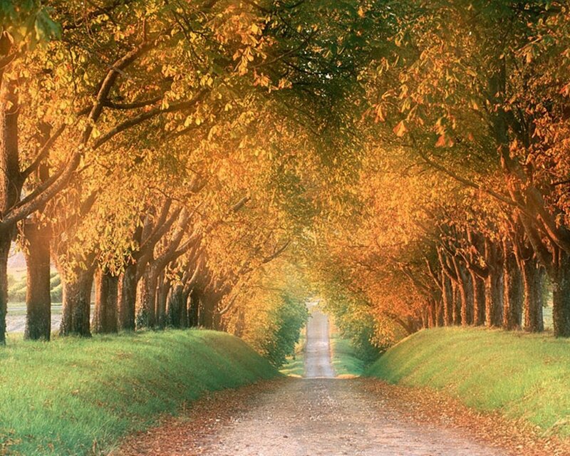 Autumn tree-lined path