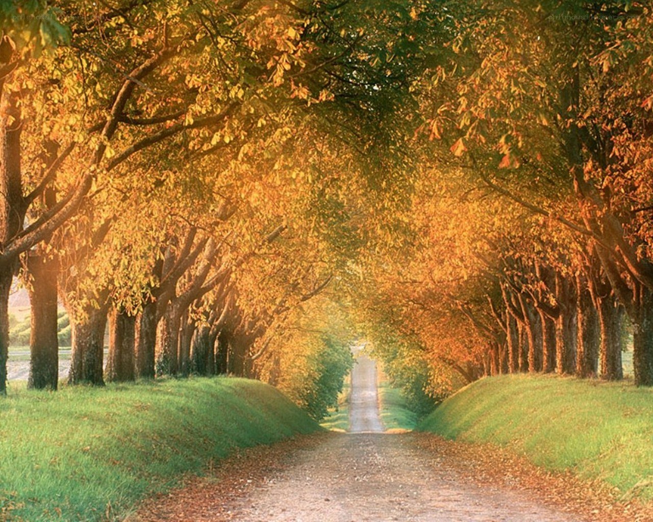 Autumn tree-lined path
