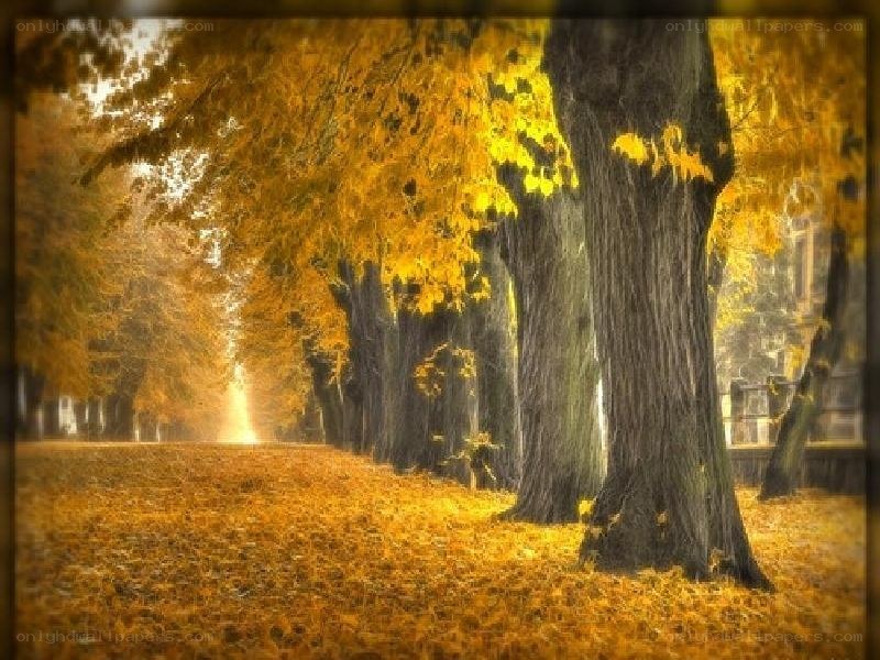 Autumn tree-lined path