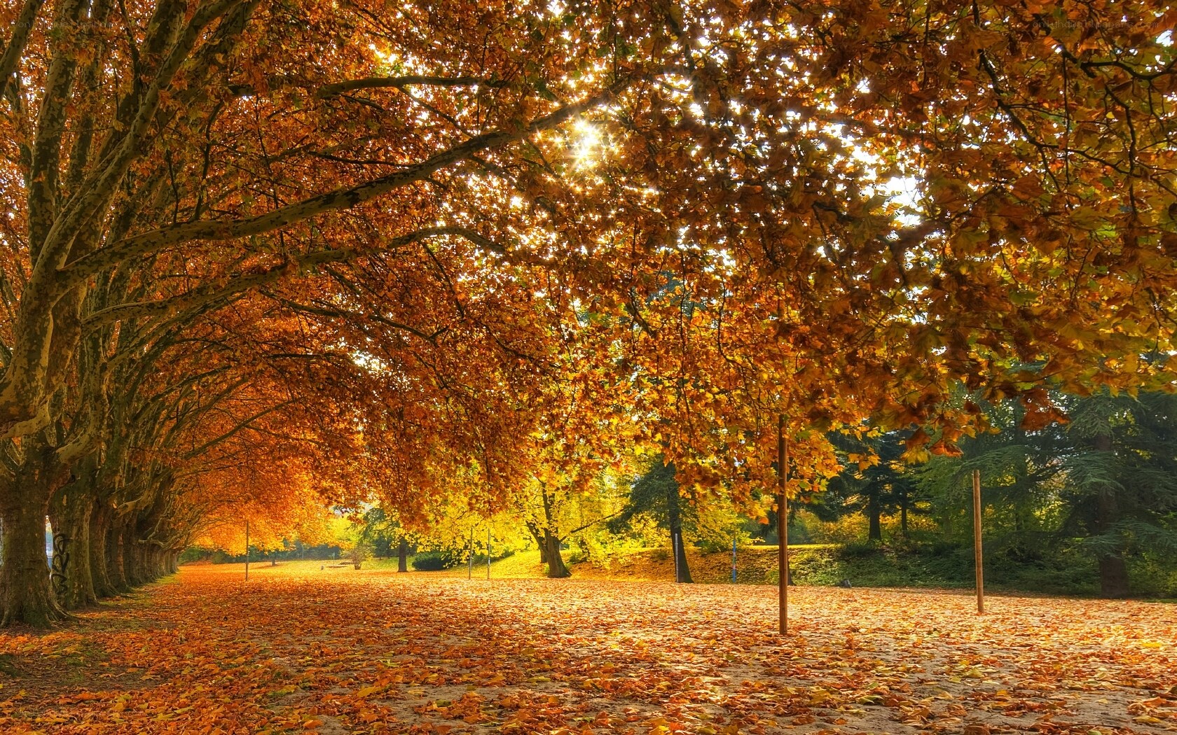 Autumn tree-lined path