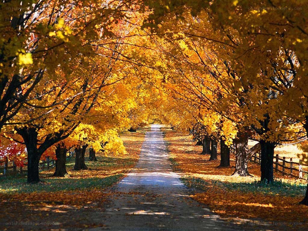 Autumn tree-lined path