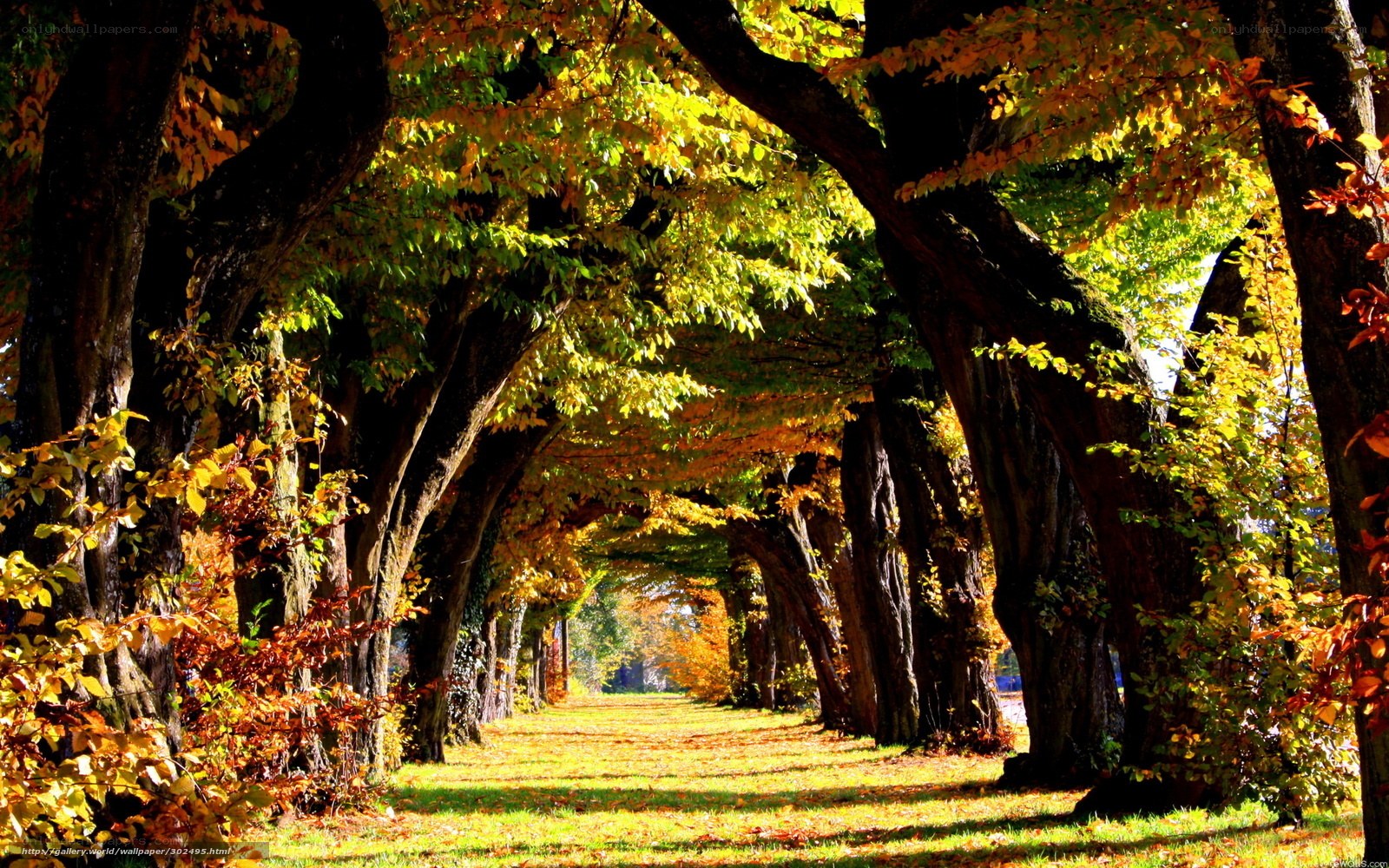 Autumn tree-lined path
