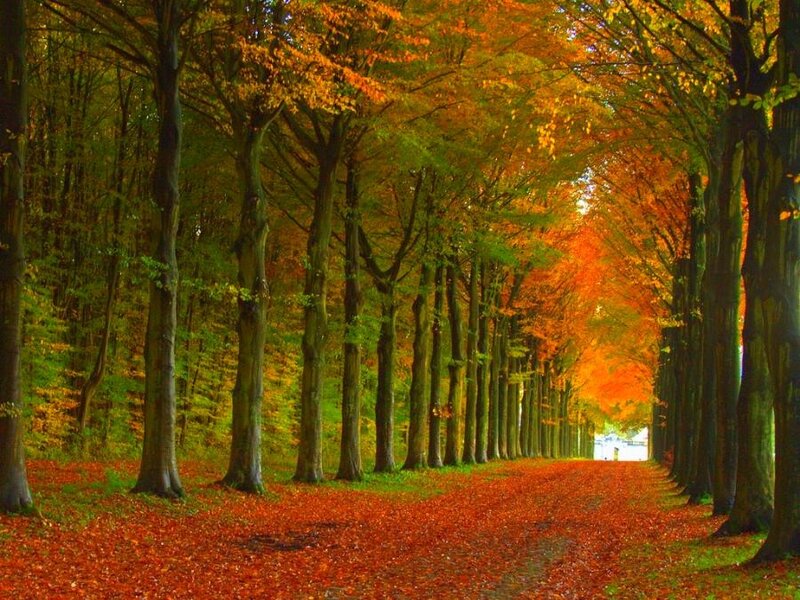 Autumn tree-lined path