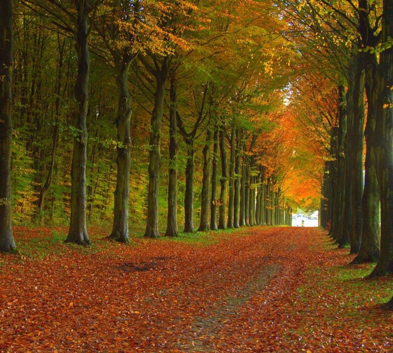 Autumn tree-lined path