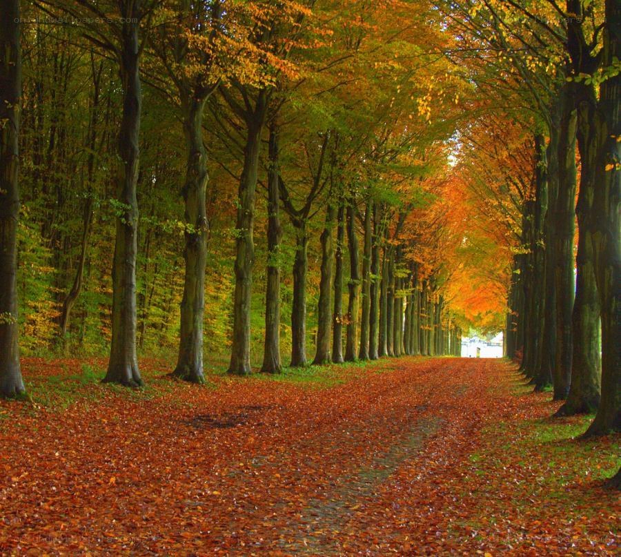 Autumn tree-lined path