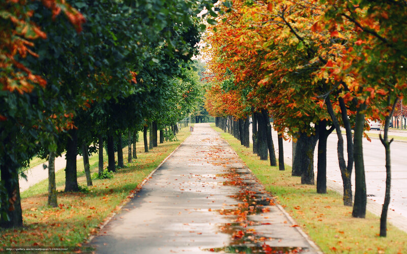 Autumn Tree-lined Path — Green