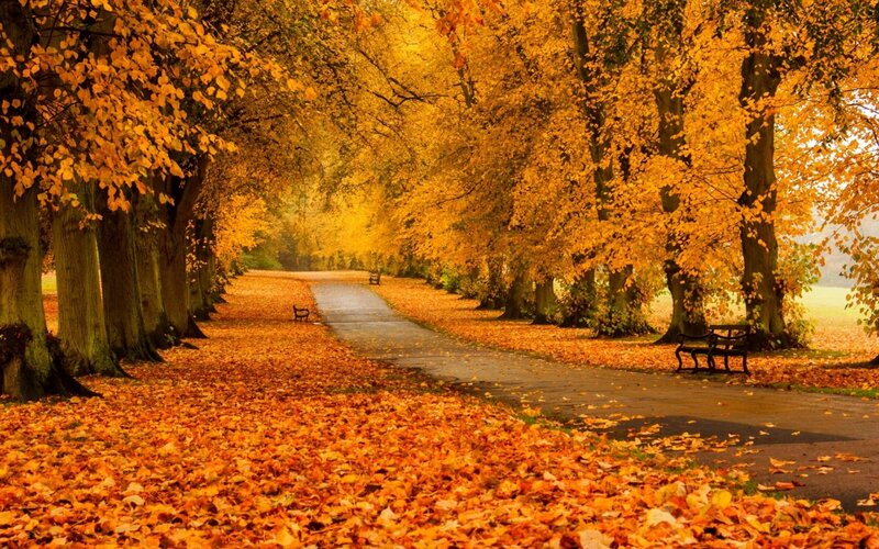 Autumn Tree-lined Path — Orange, Serene, Photograph, Benches