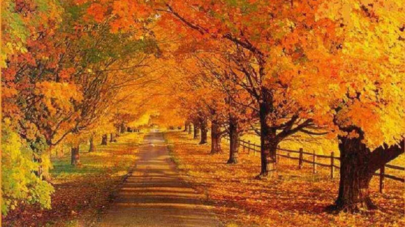 Autumn Tree-lined Path — Orange, Serene, Photograph, Fence