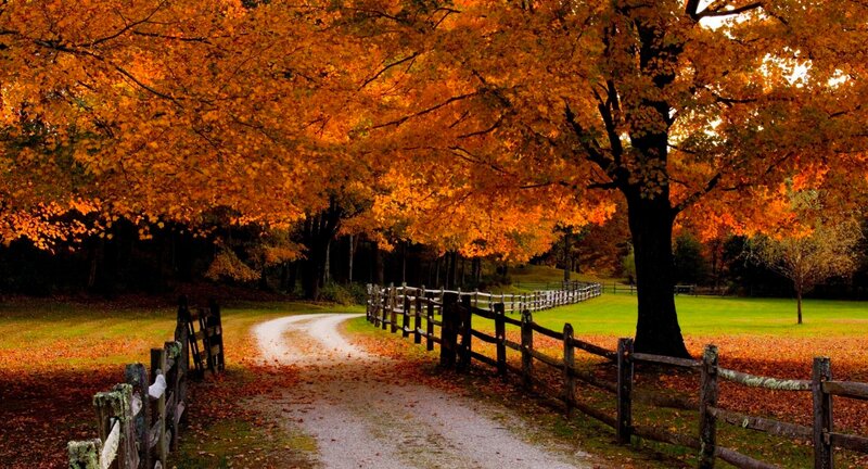 Autumn Tree-lined Path — Orange, Serene, Photograph, Fence, Trees