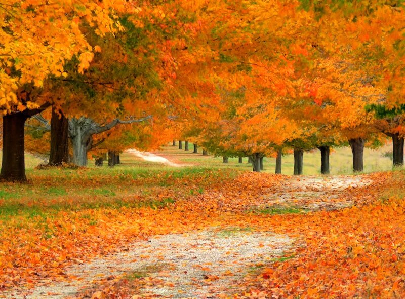 Autumn Tree-lined Path — Orange, Serene, Photograph