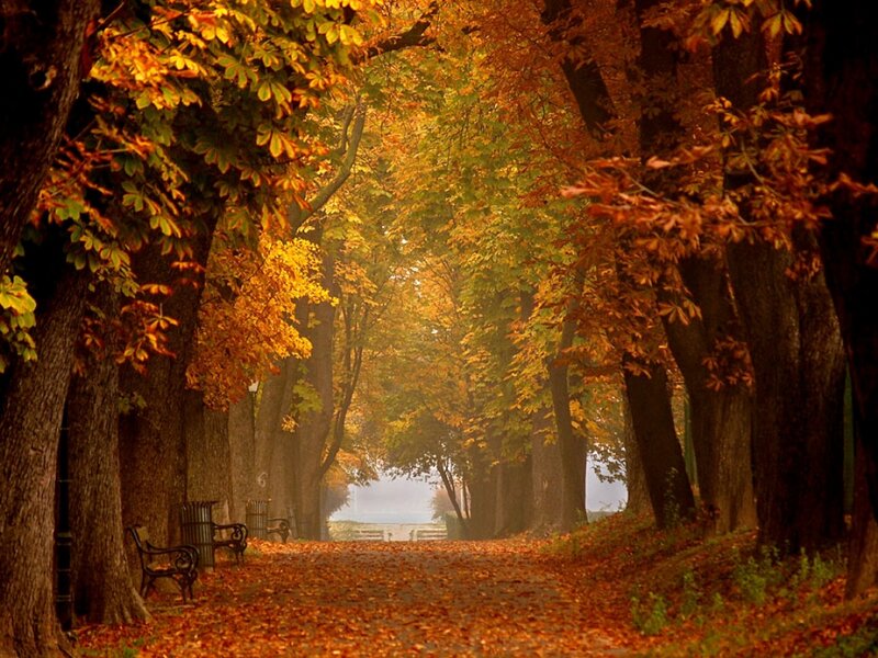 Autumn Tree-lined Path — Orange, Serene, Photograph, Trees, Bench